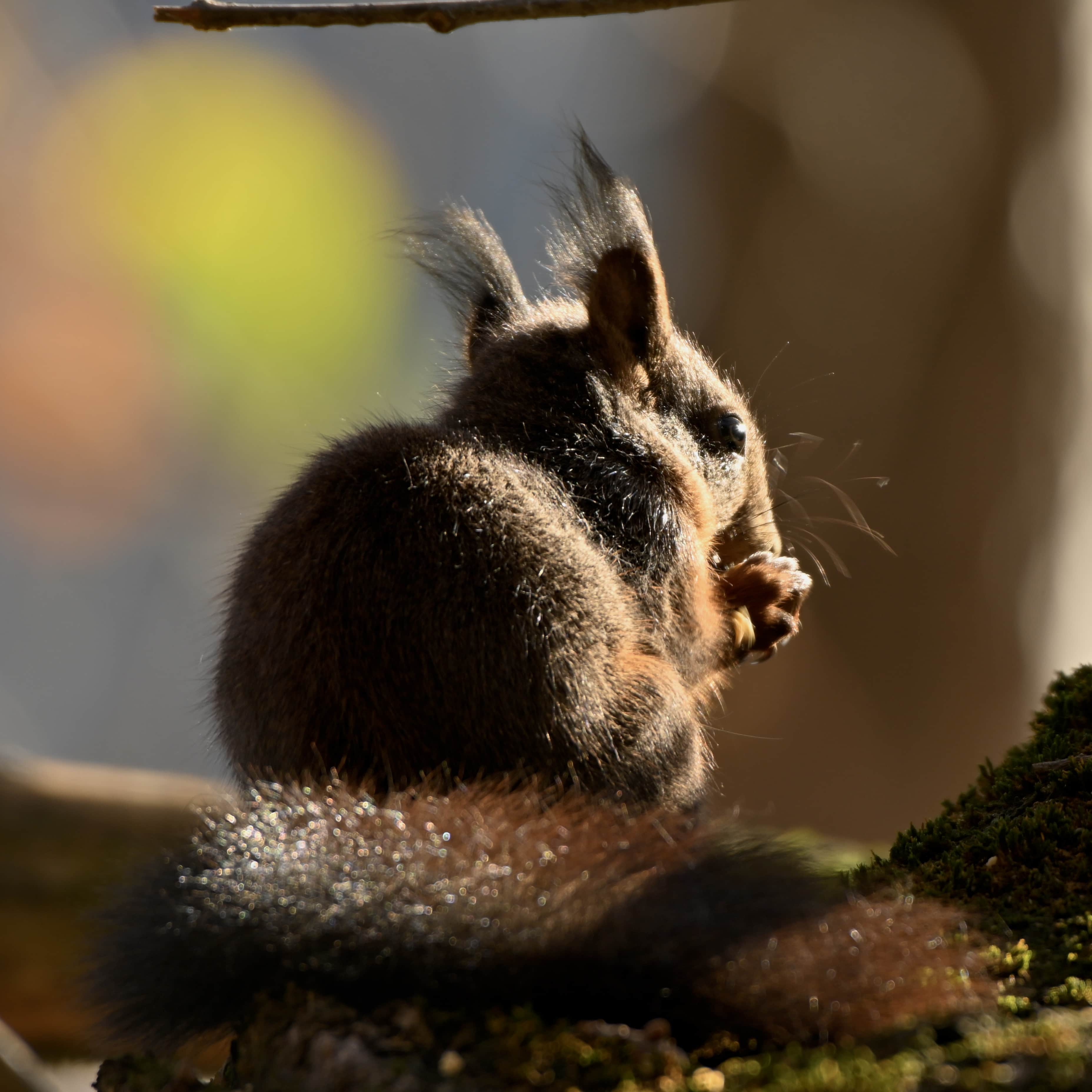 Squirrel in the Sunlight